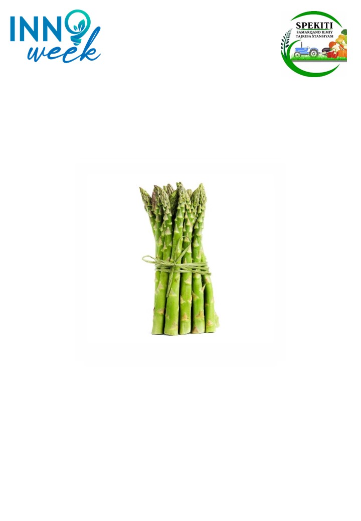 Sarsabil (Asparagus officinalis L.) yetishtirish texnologiyasini ishlab chiqish